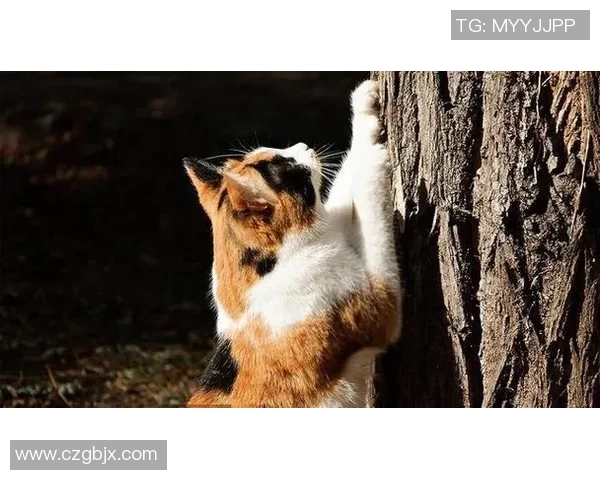 足球明星如何在比赛中巧妙应对猫咪的意外闯入与幽默互动 足球明星如何在比赛中巧妙应对猫咪的意外闯入与幽默互动